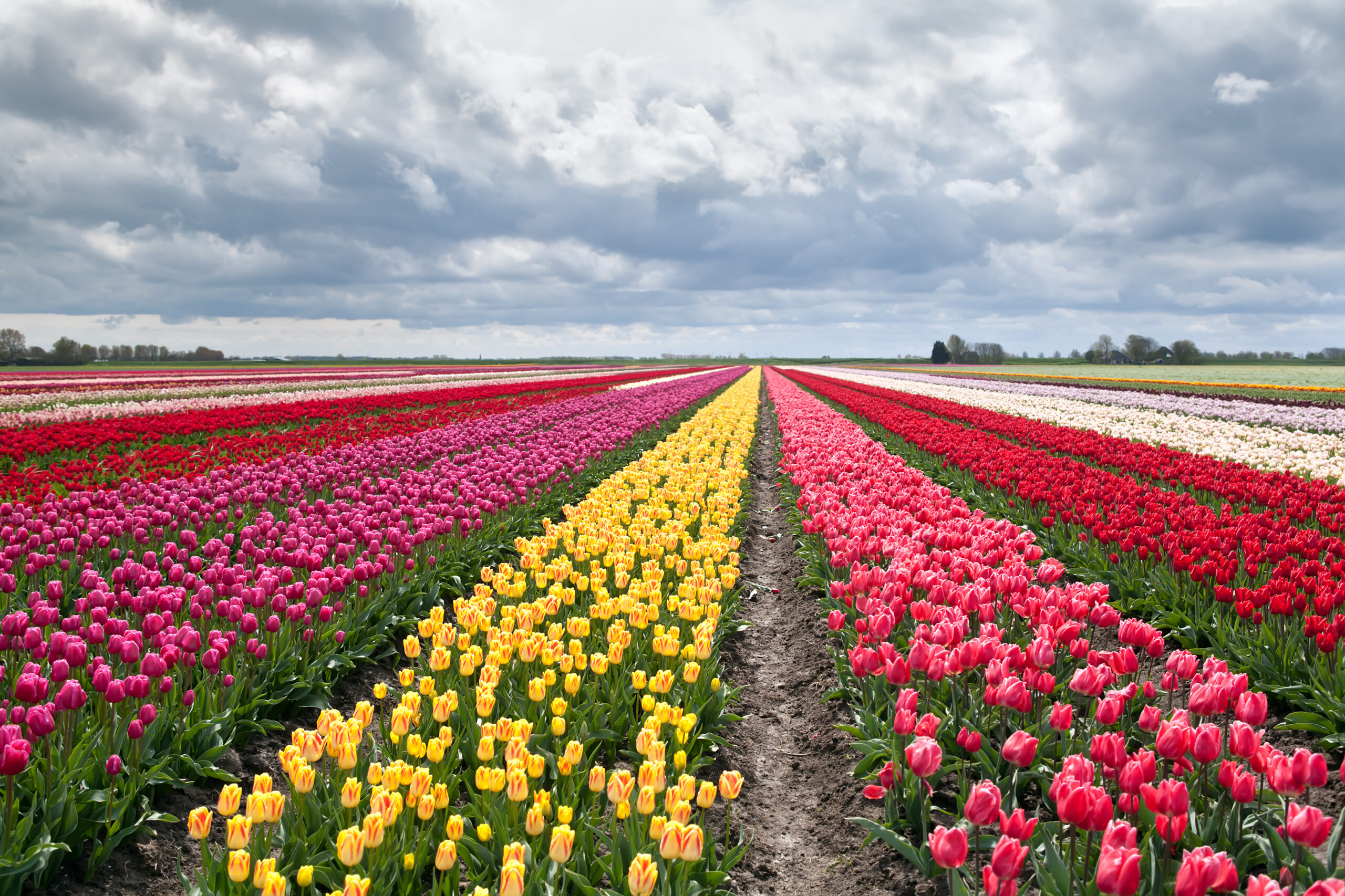 ¿Cuál es el significado de los tulipanes?