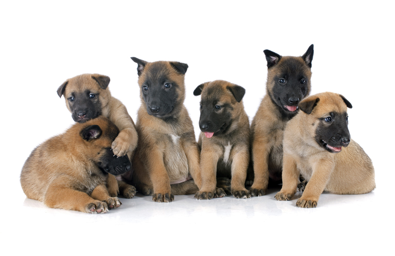 ¿Cuál es el precio de un cachorro de pastor belga Malinois?