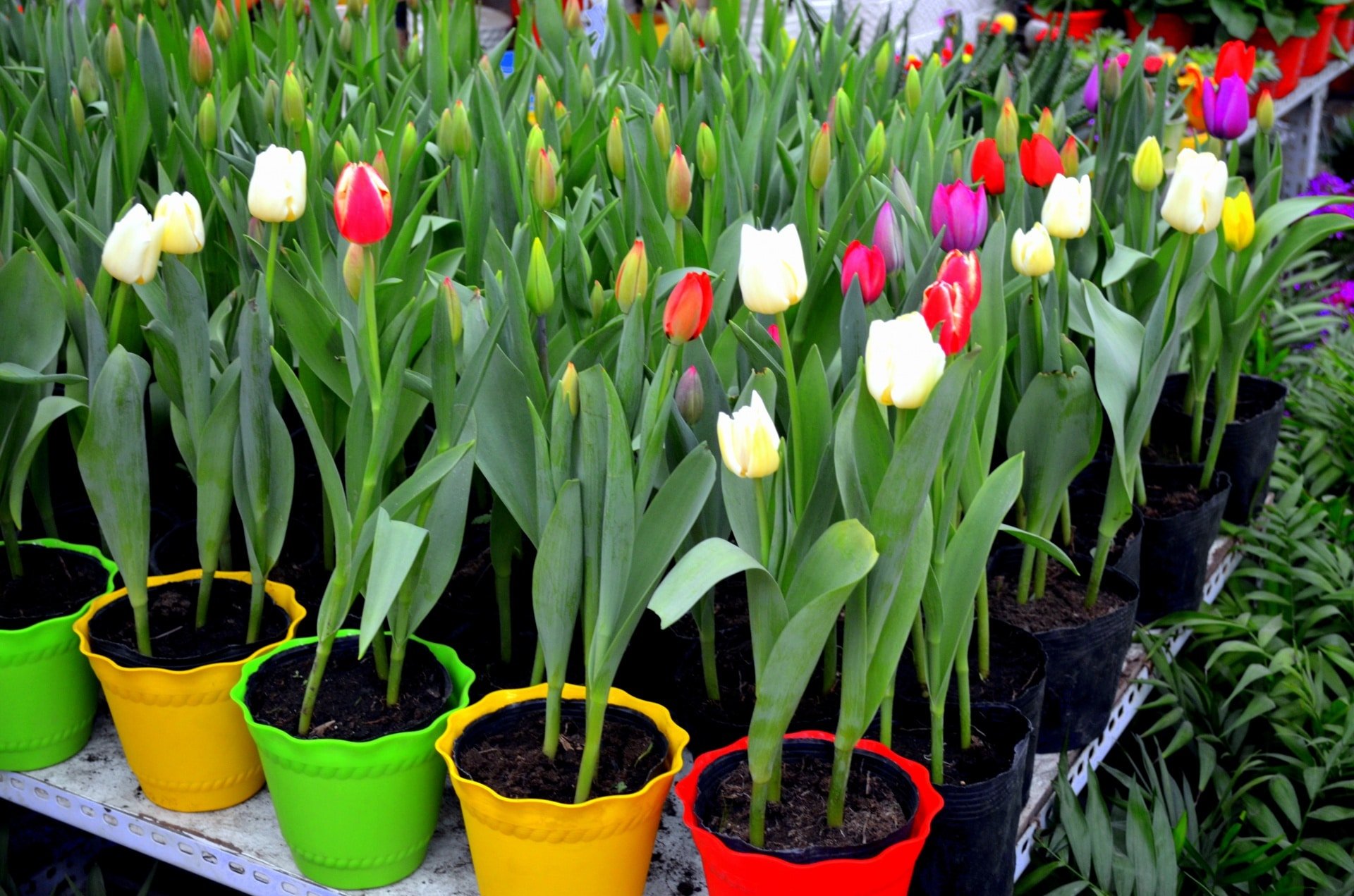 ¿Qué cuidados debo tener con los tulipanes en maceta?