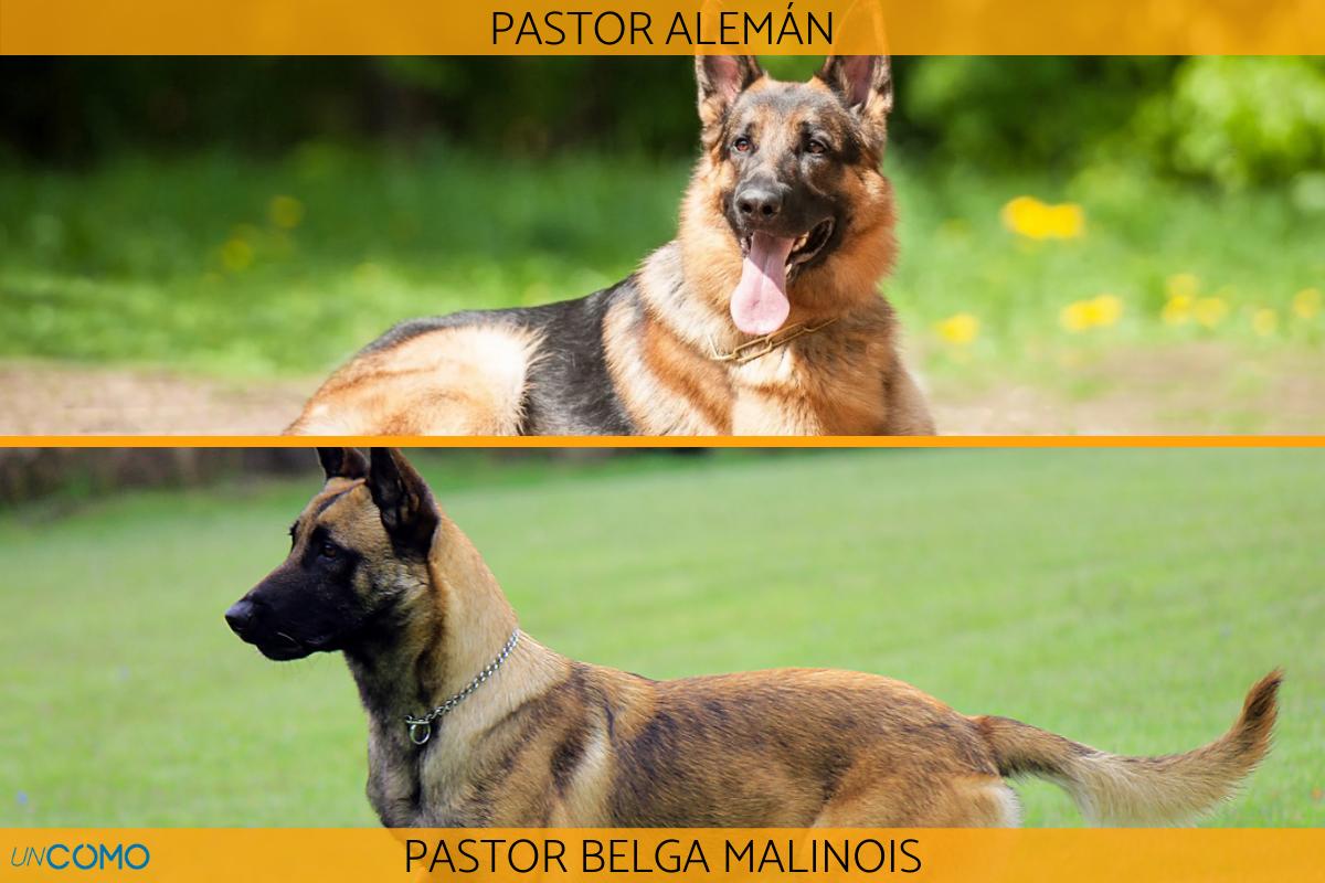 ¿Cuáles son las diferencias entre el pastor belga y el pastor alemán?