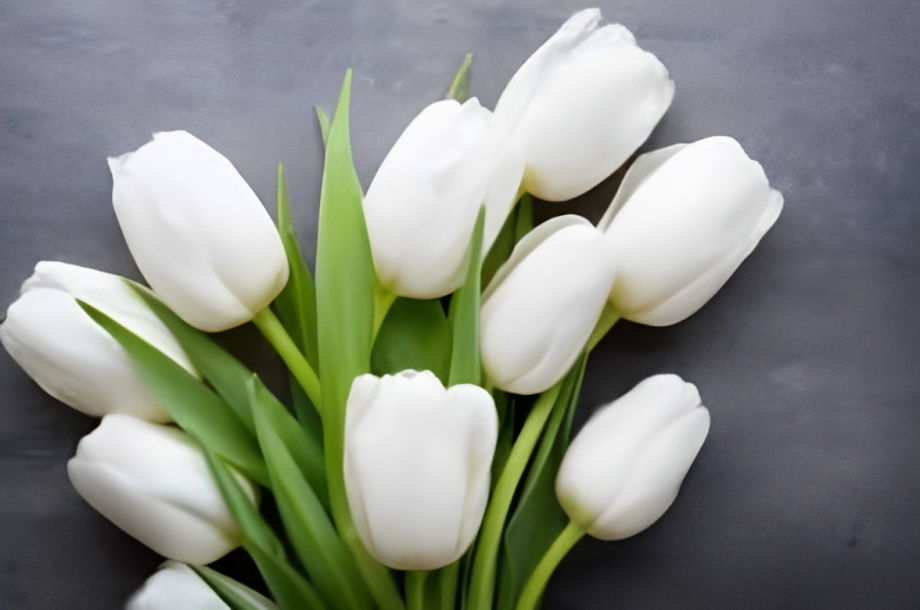 ¿Cuál es el significado de los tulipanes blancos?
