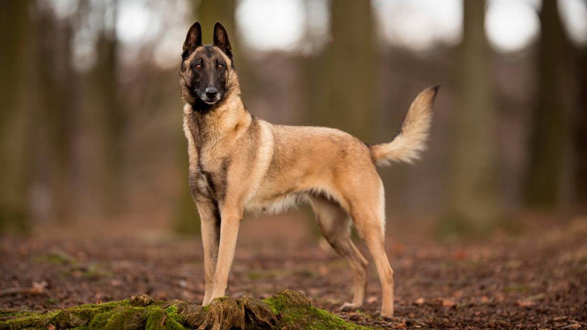 Pastor belga Malinois: Descubre todo sobre esta raza de perro