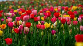 Tulipanes: tipos, características, colores y precios
